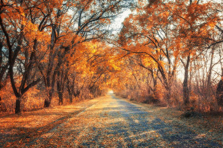 秋天的森林。日落时有乡村公路的森林