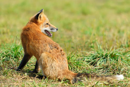 狐狸 捕食者 肖像 狩猎 毛茸茸的 春天 宝贝 外阴 毛皮