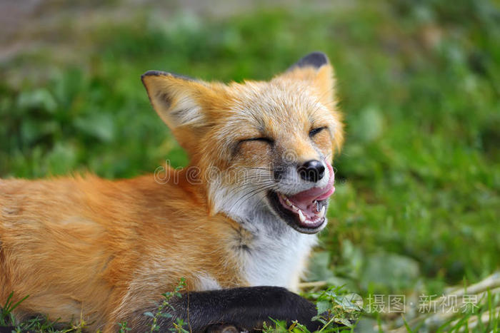 野兽 可爱的 犬科 捕食者 生物 犬科动物 动物 狩猎 鼻子