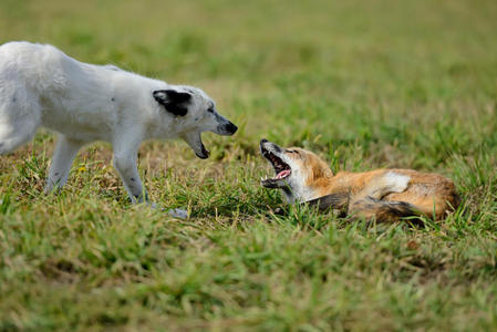 犬科动物 肖像 野生动物 幼兽 宝贝 捕食者 鼻子 春天