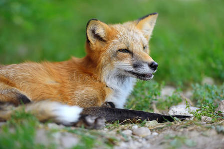 自然 食肉动物 幼兽 打猎 狐狸 动物 春天 毛茸茸的 鼻子