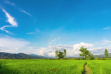 绿色稻田景观