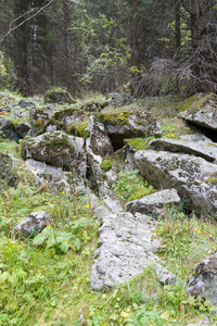 巨石 岩石 颜色 植物 环境 林地 美女 风景 木材 苔藓