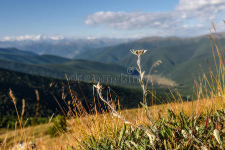 雪绒花山背景