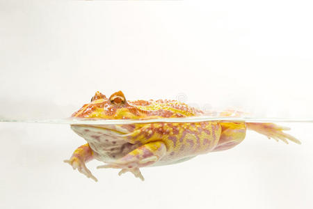 白化pac-man蛙,角蛙(ceratophrysorata)照片