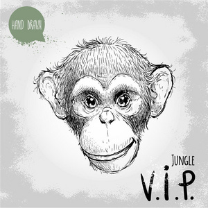 手绘素描风格插图的年轻黑猩猩猴子脸