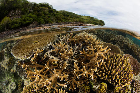 生态学 梭鱼 冒险 生态系统 大眼 珊瑚 危险的 颜色 建筑