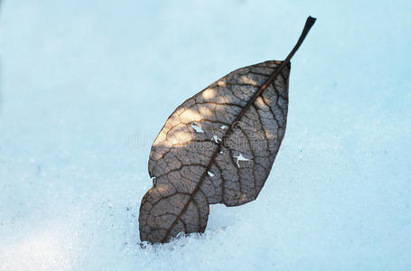 雪中的叶子