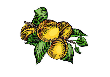 杏子的分支图片