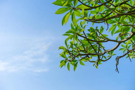 季节 星期天 夏天 气候 春天 曼谷 树叶 公园 自然 环境