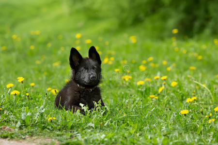 美丽的德国牧羊犬黑色。 躺在GR里