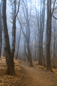 童话雾森林
