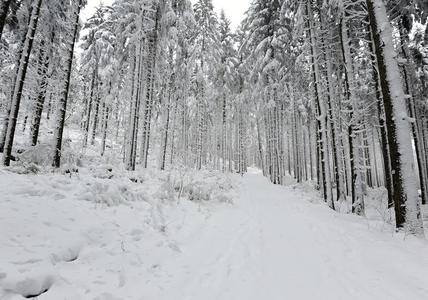 冬季森林路