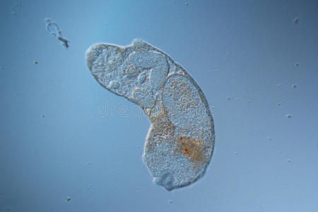 动物 变形 扁虫 复制 母亲 身体 枯草 显微照片 长春花