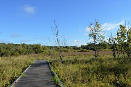 湿地中的木板路