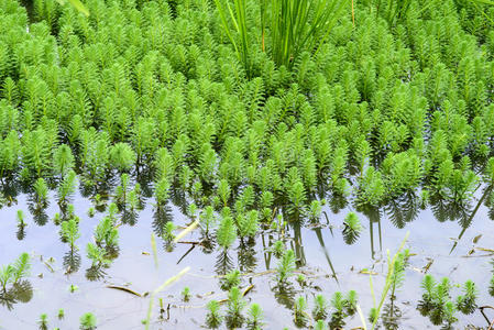 狐尾藻图片-狐尾藻素材-狐尾藻插画-摄图新视界