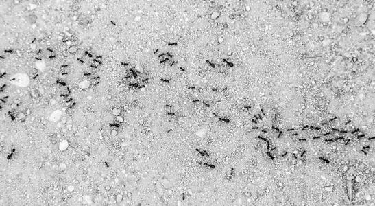 蚂蚁会走路照片