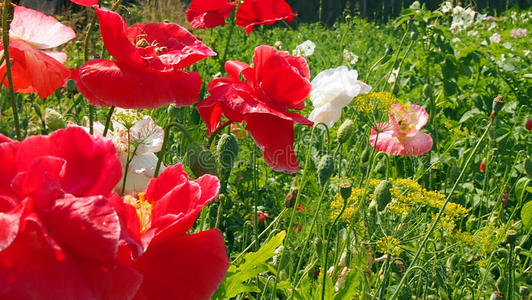 田野和花园的花