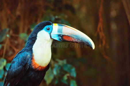 拉丁语 洛里 半岛 亚马逊 森林 公园 科斯塔 丛林 鸟类
