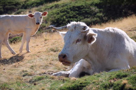 牛在山上吃草