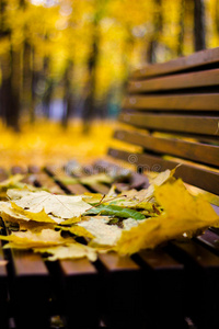 长凳 植物 十月 自然 环境 树叶 橡树 皮尤 季节 落下