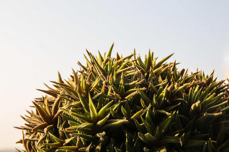 书桌 夏天 生长 复古的 花的 自然 颜色 植物 复制 植物区系