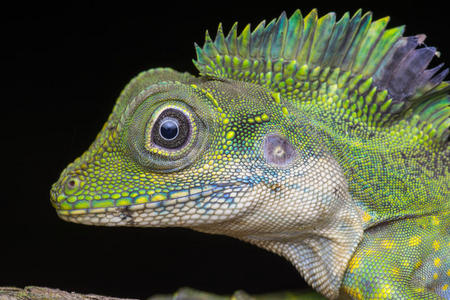 雄性角头蜥蜴,角头蜥蜴照片