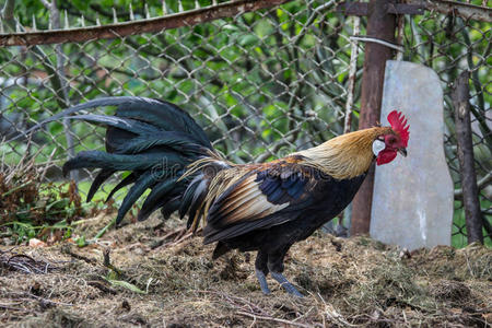 金凤凰公鸡在传统的农村农家院子里. 免费范围家禽养殖照片