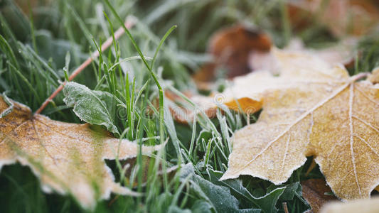 早上在草地上结霜的落叶