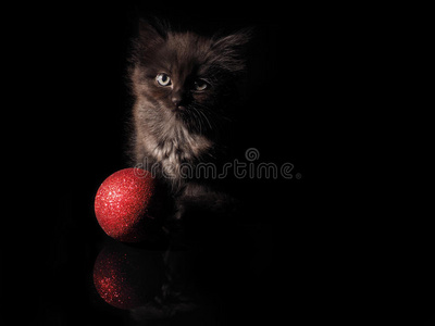 可爱的小猫和黑色背景上的红色圣诞球