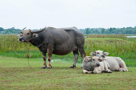 水牛在绿色的田野里。