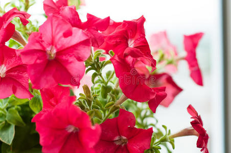 多彩的牵牛花特写花园里有彩色的牵牛花照片