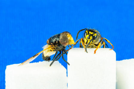 关闭粗糙的苍蝇和黄蜂坐在糖立方体旁边与蓝色背景。
