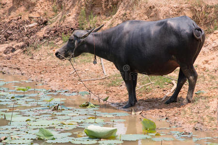 水牛是运河农民的生命机器。