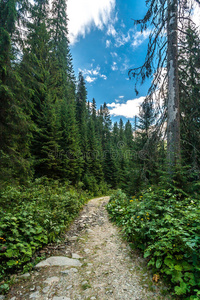 美丽的夏季景观森林路。 乌克兰喀尔巴阡山脉。