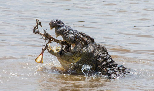 鳄鱼在马拉河吃一只角马. 肯尼亚. 马赛马拉. 非洲.照片