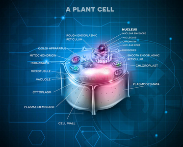 健康 生物技术 生物学 插图 细胞 微生物 染色质 叶绿体