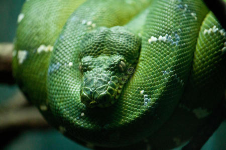 蛇盘腰盘蛇照片