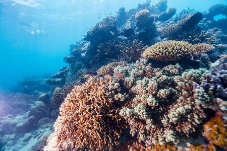 水下珊瑚礁