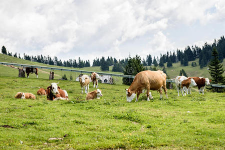 高山绿色牧场上的自由牧场牛。