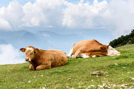 高山绿色牧场上的自由牧场牛。