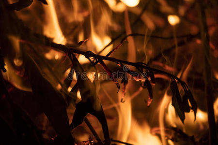 火上的细节与燃烧的树枝，原木和树叶