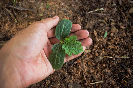 种瓜图片-种瓜素材-种瓜插画-摄图新视界