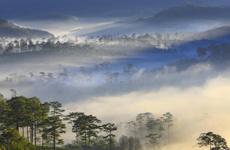 自然 风景 森林 流动 场景 环境 颜色 太阳 早晨 小溪