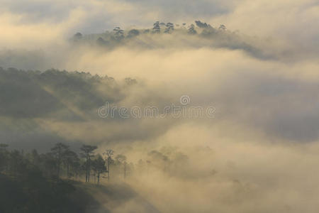 假日 环境 旅行 自然 植物区系 早晨 薄雾 森林 季节