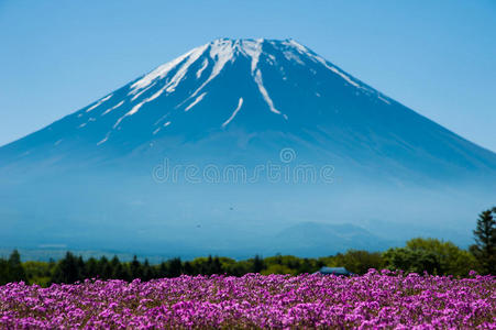 紫色 攀登 公园 开花 粉红色 樱桃 富士山 川崎 富士