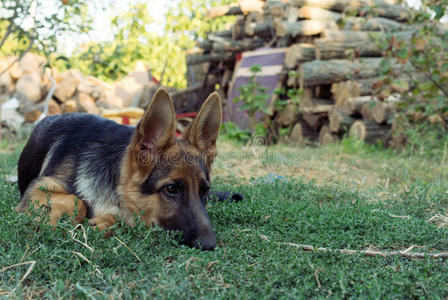 德国牧羊犬向一边看，躺在草地上等着她的主人。