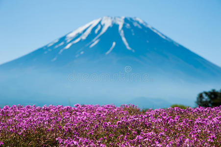 川崎 苔藓 日本 紫色 樱花 公园 美丽的 乡村 开花 地标