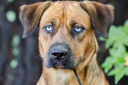 猎犬 繁殖 犬科动物 德语 社会 同伴 照片 眼睛 小狗