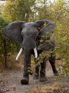 公司 公园 大象 下一个 愤怒的 自然 每个 生态旅游 卢安瓜